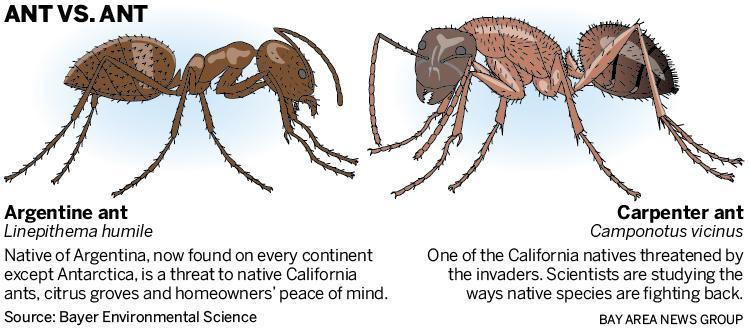 Argentine Ant Carpenter Ant