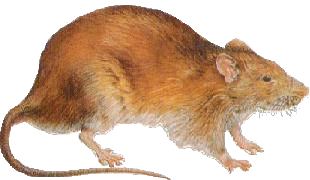 Rat and Mice Extermination in Sonoma County CA